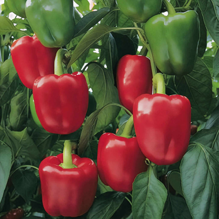 Grafted Pepper 'Bendigo'