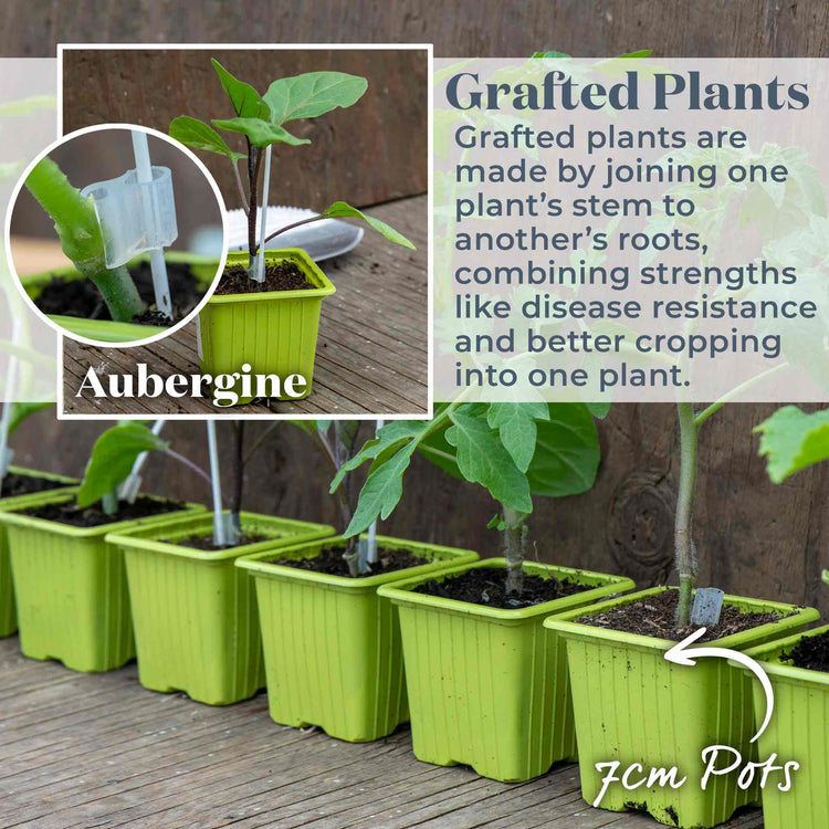 Grafted Aubergine 'Long Purple'