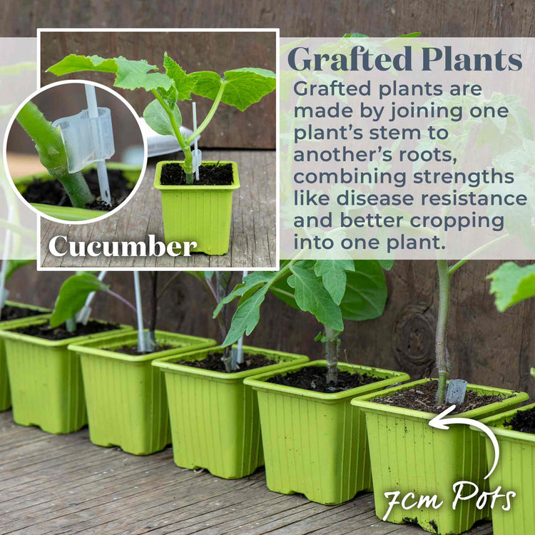 Grafted Cucumber 'Picolino'