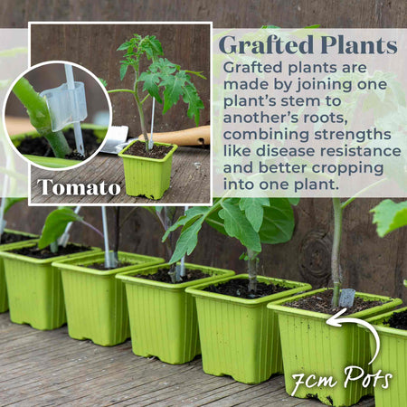 Grafted Cordon Tomato Taster Pack