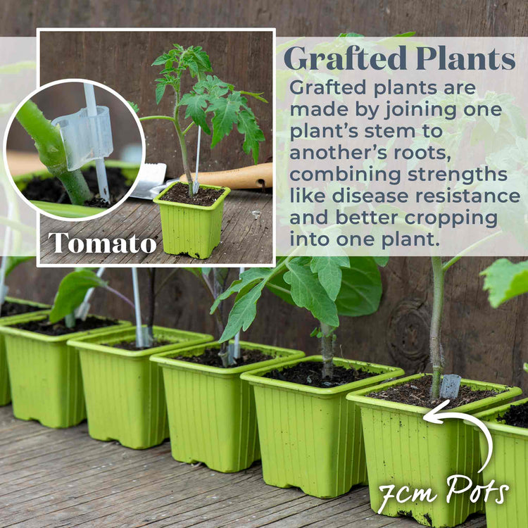 Grafted Cordon Tomato Taster Pack