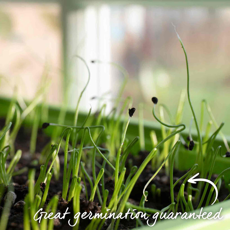 Onion Seeds 'White Star'