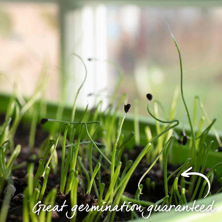 Onion Seeds 'Ailsa Craig'