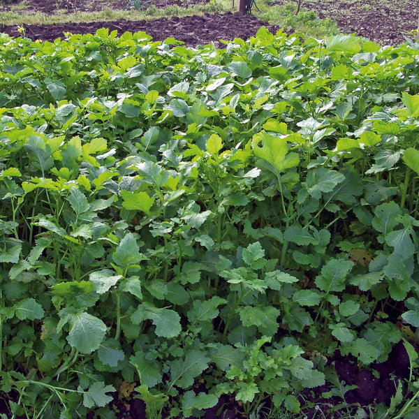 Green Manure Caliente Mustard Rojo