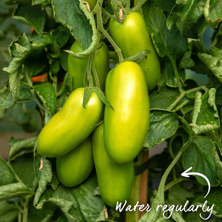 Cordon Tomato 'San Marzano'