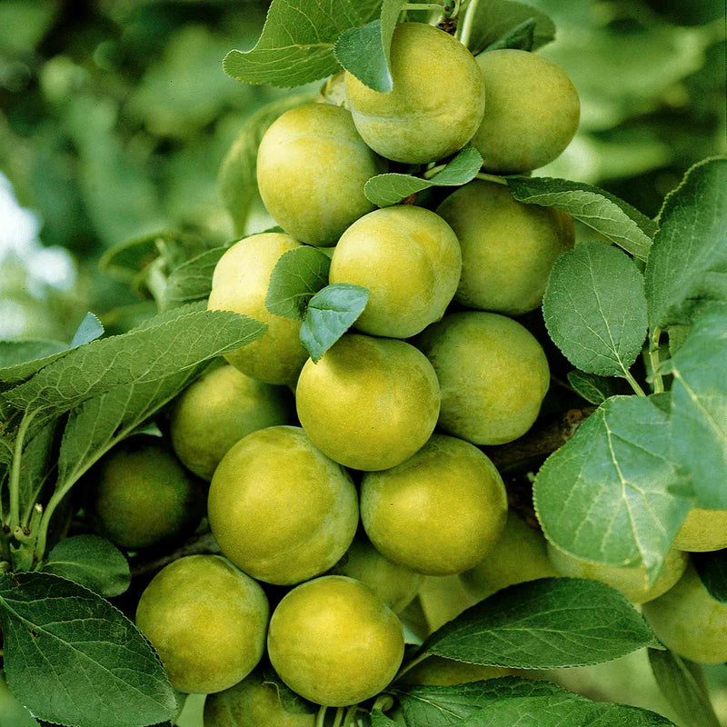 Greengage 'Old Green Gage'