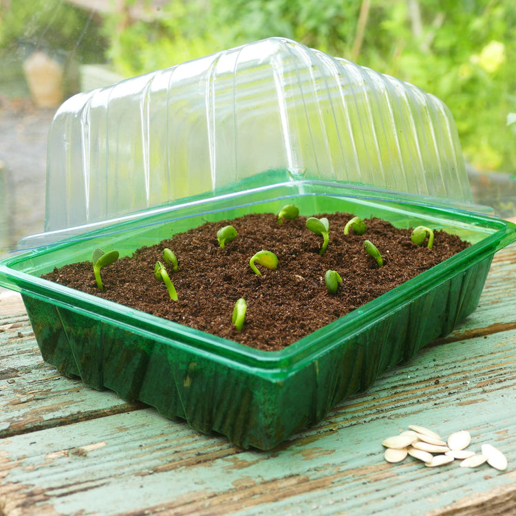 Gro-Sure Visiroot Half Seed Trays 8 Pack