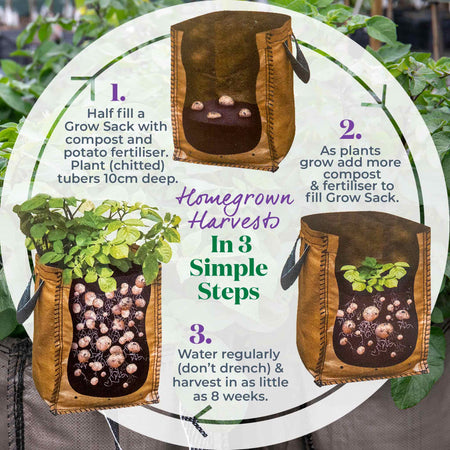 The All Season Patio Seed Potato Kit