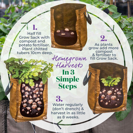 Seed Potato Grow Kit 'Desiree'