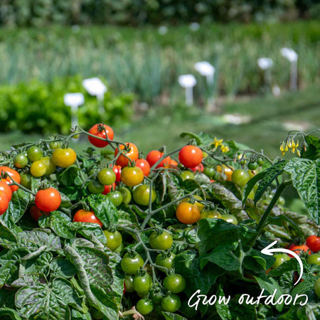 Bush Tomato 'Indigo Cherry Drops'