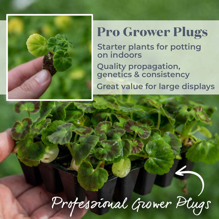 Geranium 'Palladium F1 Mixed'
