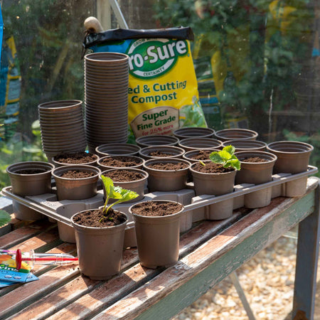 Growing On Pots with Carry Trays