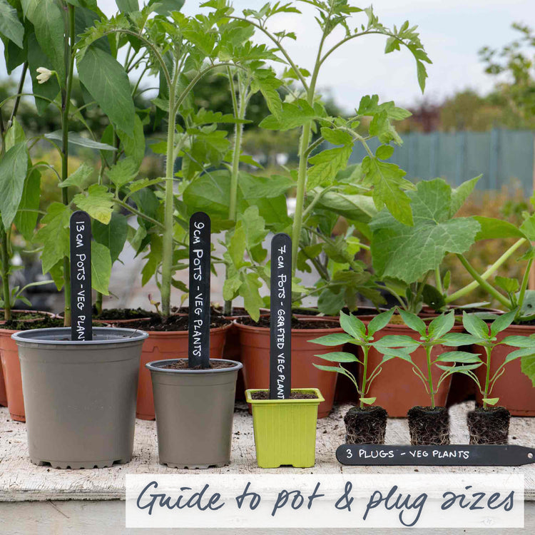 Chilli 'Apache'