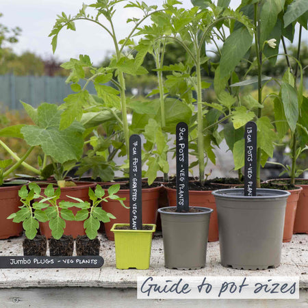 Bush Tomato 'Summerlast'