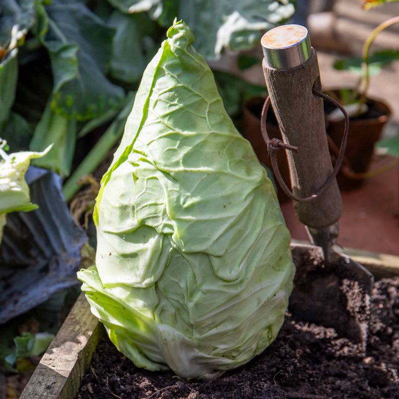 Cabbage Pointed 'Hispi'
