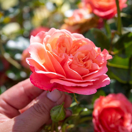 Rose ‘Coral Gardens’ ROTY 2026 (Floribunda)