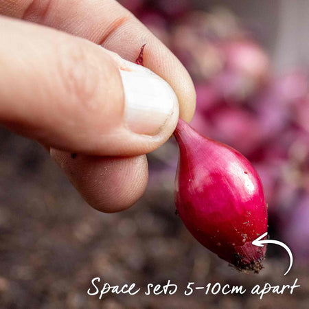 Onion ‘Red Winter’ (Autumn Planting)