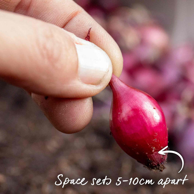 Onion ‘Red Winter’ (Autumn Planting)