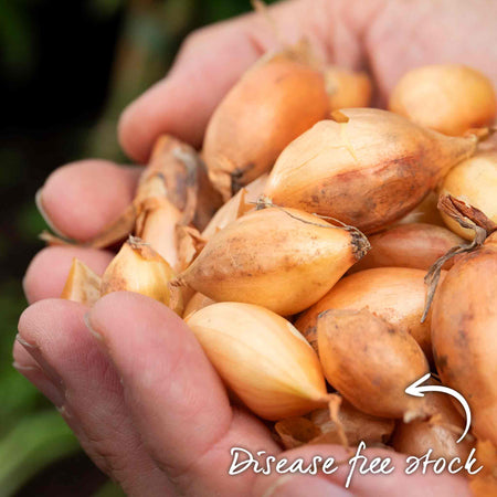 Autumn Planting White Onion Sets 'Growers Pick'