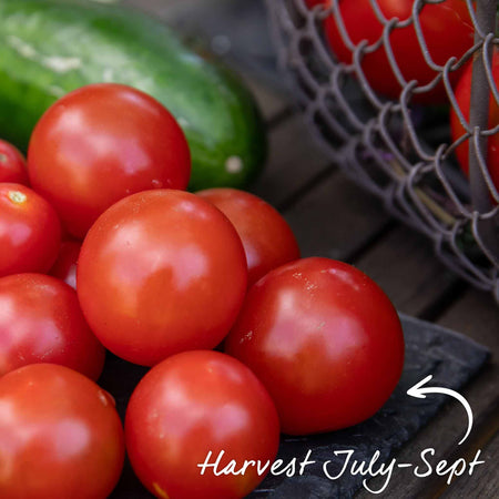 Bush Tomato 'Summerlast'