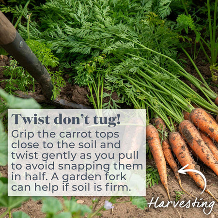 Carrot Seeds 'Resistafly' F1
