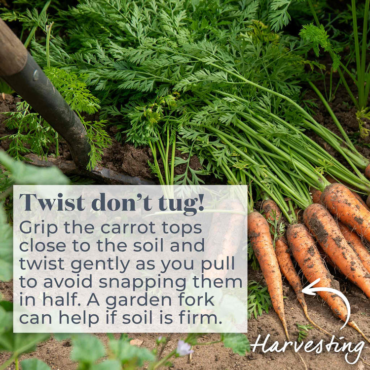 Carrot Seeds 'Resistafly' F1