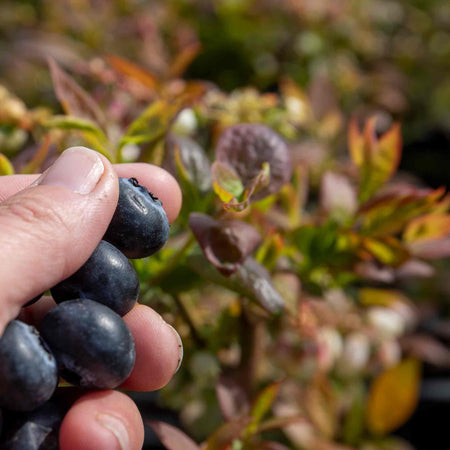 Blueberry 'Bluegold'