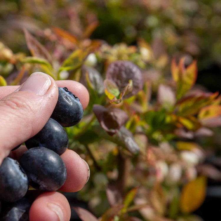 Blueberry 'Bluegold'