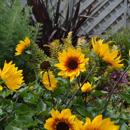 Sunflower 'Sunbelievable Brown Eyed Girl'