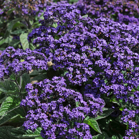 Heliotrope 'Honey Blue'