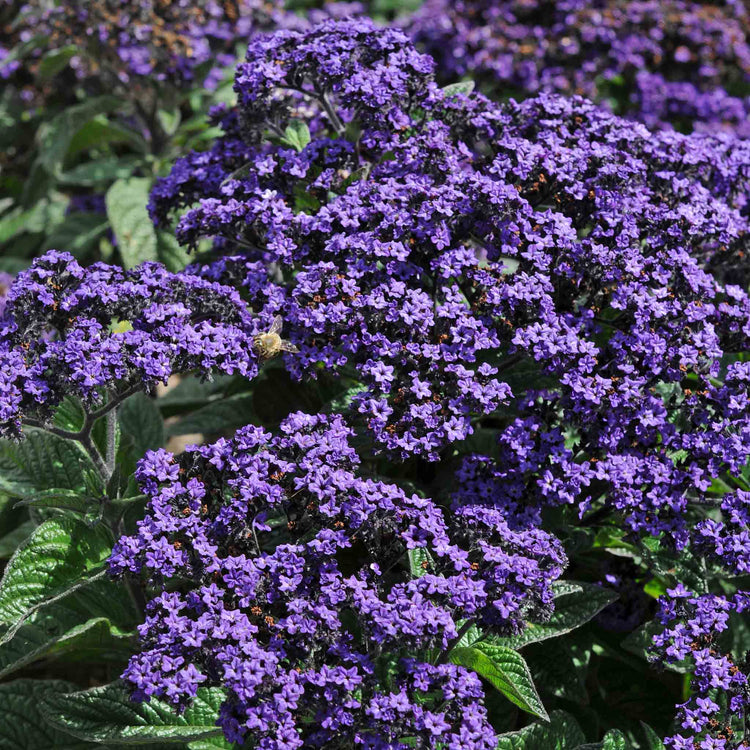 Heliotrope 'Honey Blue'