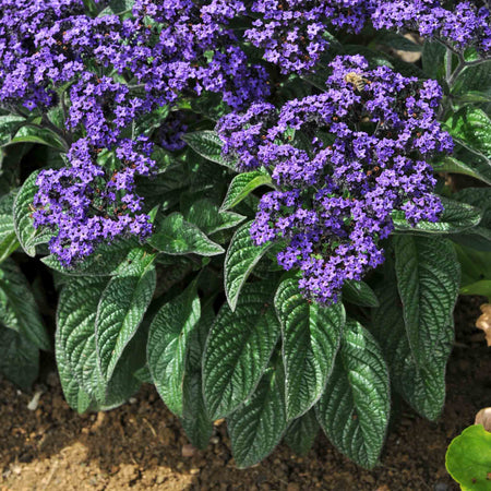 Heliotrope 'Honey Blue'