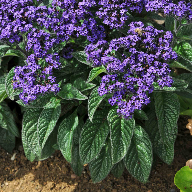Heliotrope 'Honey Blue'
