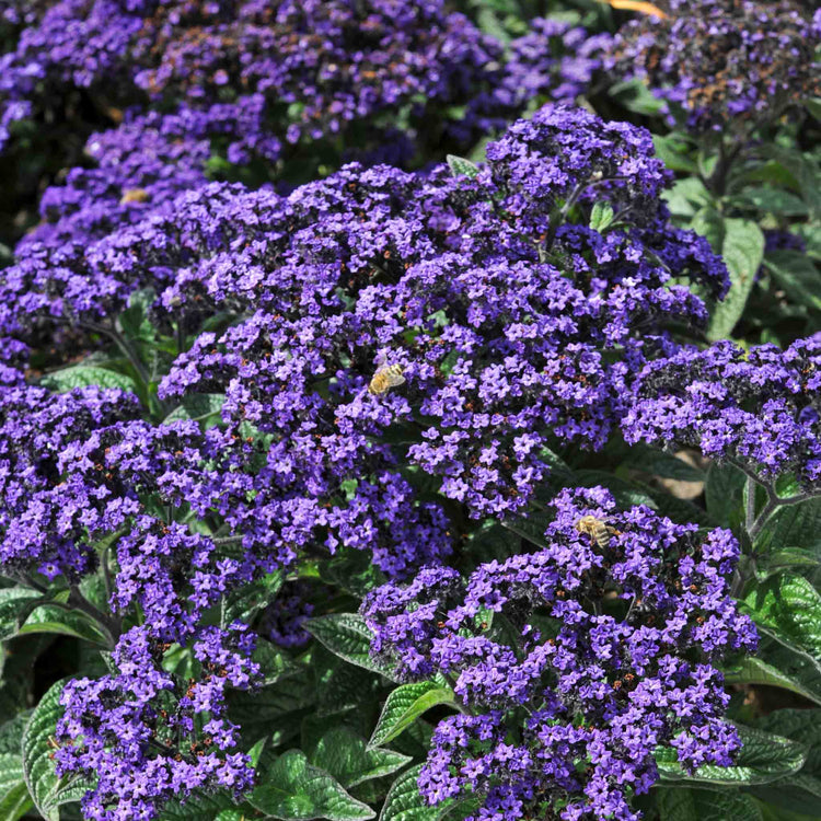 Heliotrope 'Honey Blue'