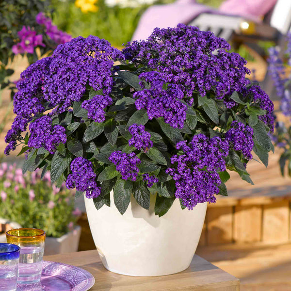 Heliotrope 'Honey Blue'
