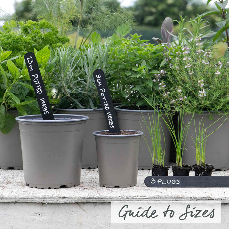 Chive ‘Garlic’ (Allium tubero)