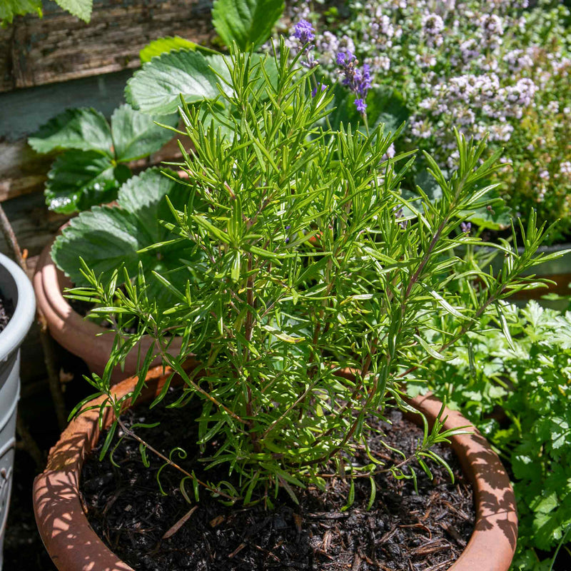 Rosemary 'Officinalis Upright'