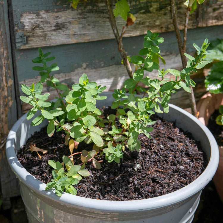 St Johns Wort 'Hypericum Perforatum'
