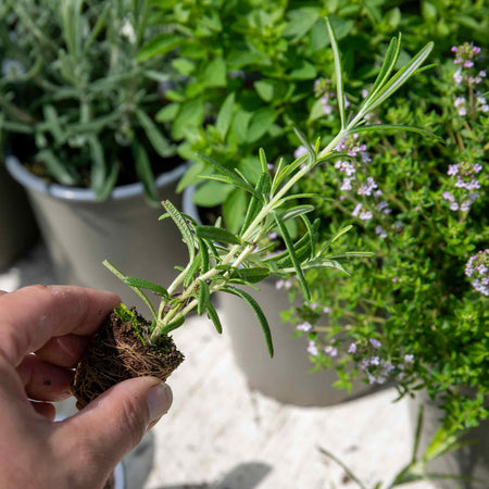 Rosemary 'Officinalis Upright'