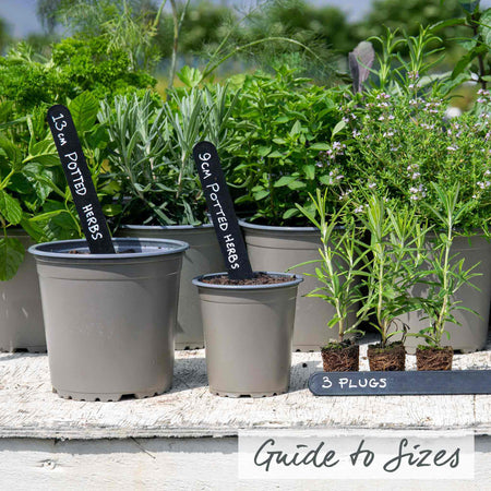 Rosemary 'Officinalis Upright'