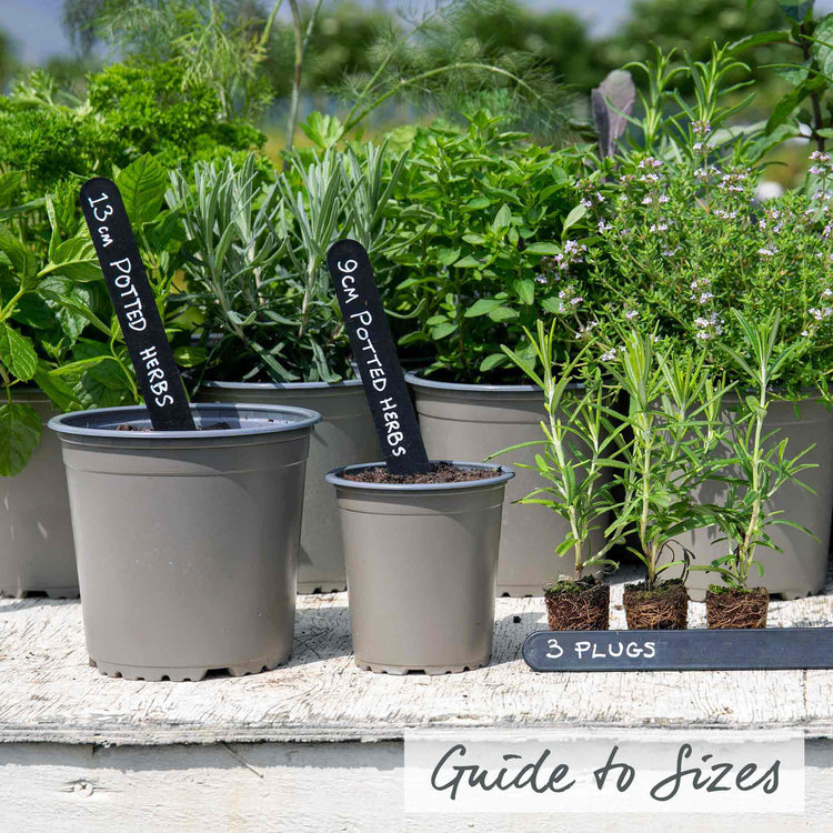Rosemary 'Officinalis Upright'