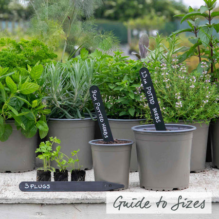 Parsley 'Italian Flat Leaf'