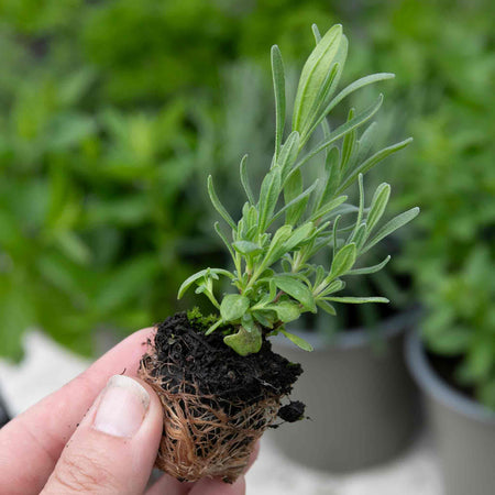 French Tarragon Plants
