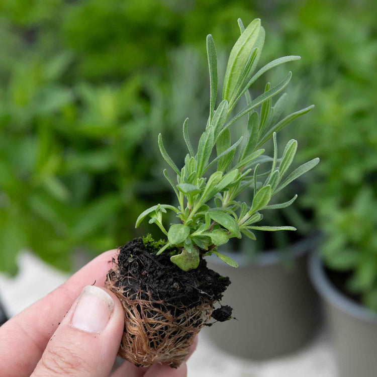 French Tarragon Plants