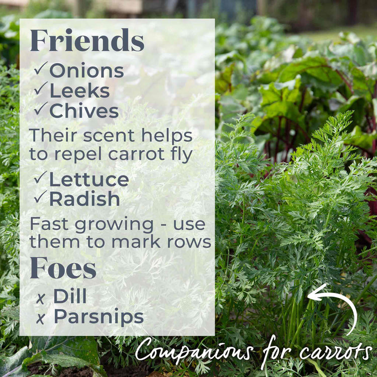 Carrot Seeds 'Resistafly' F1