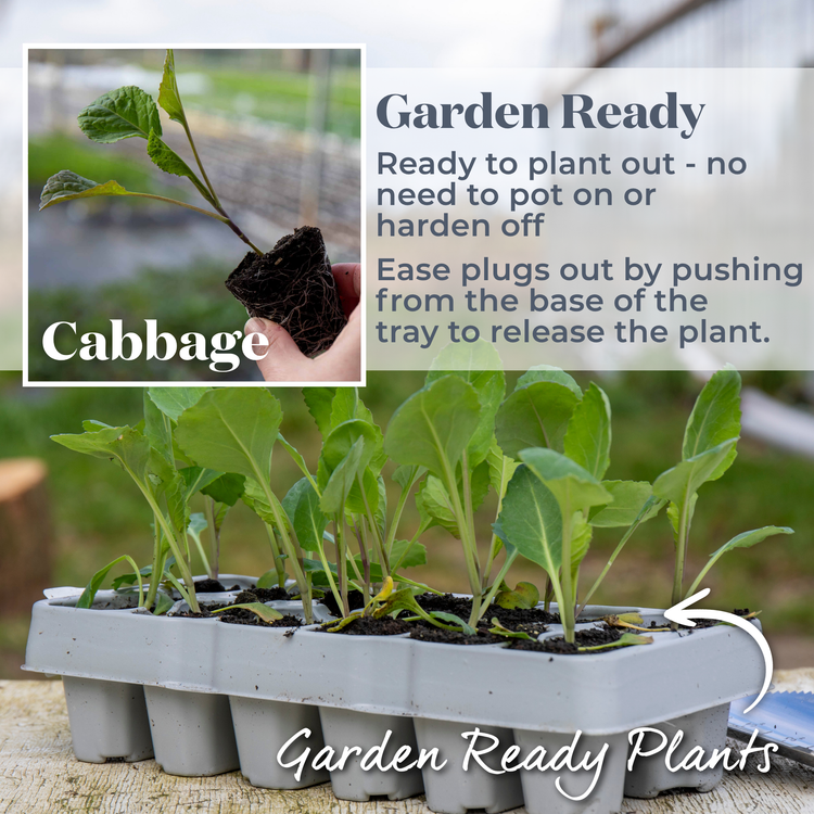Cabbage Pointed 'Hispi'