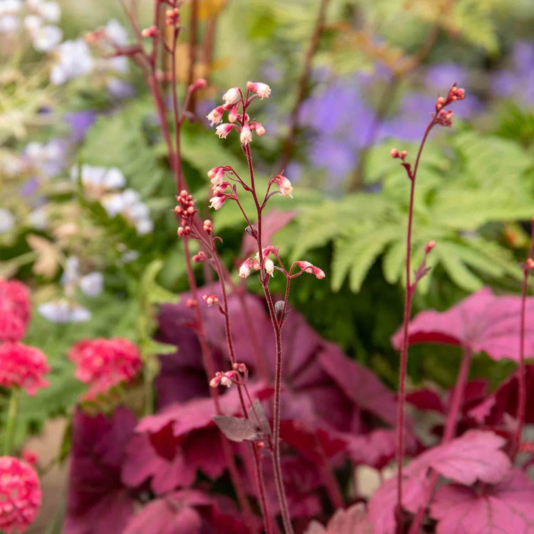 Heuchera 'Wild Rose'