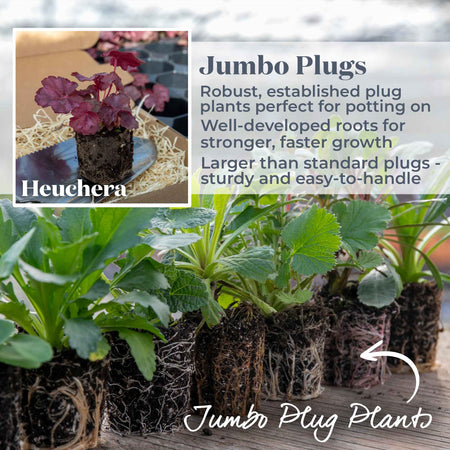 Heuchera 'Wild Rose'