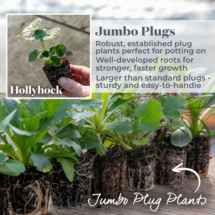 Hollyhock 'Chater's Double Mixed'