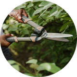 Shears